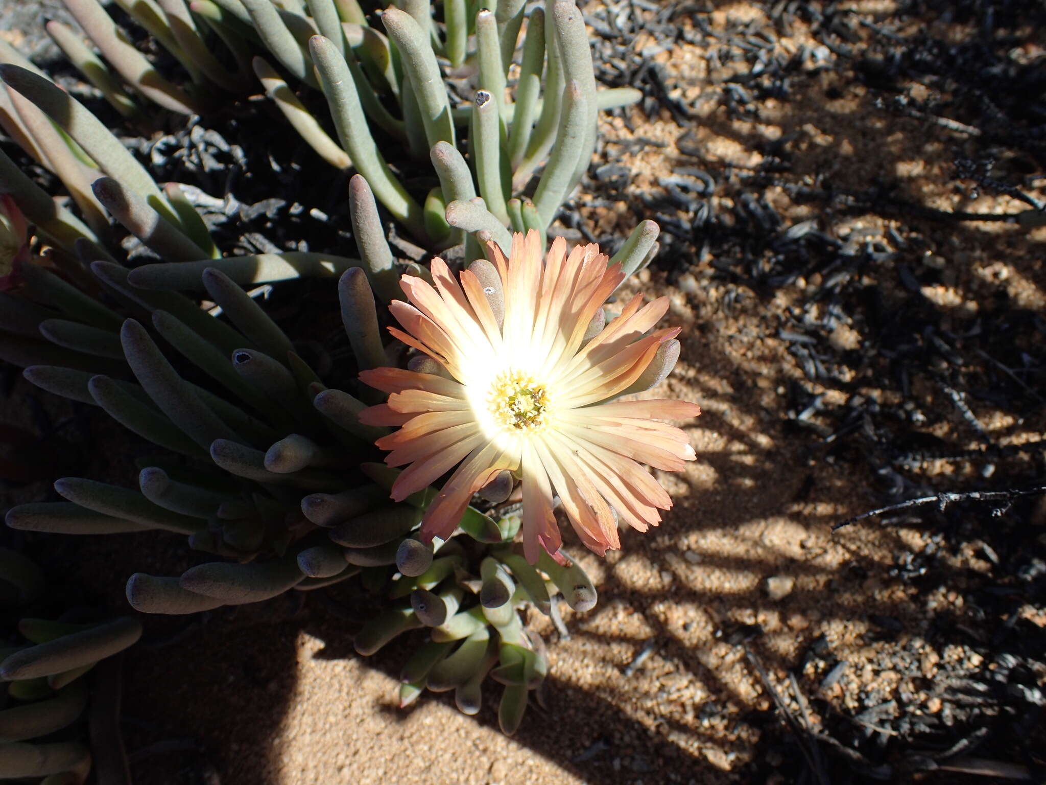 Plancia ëd Cheiridopsis denticulata (Haw.) N. E. Br.