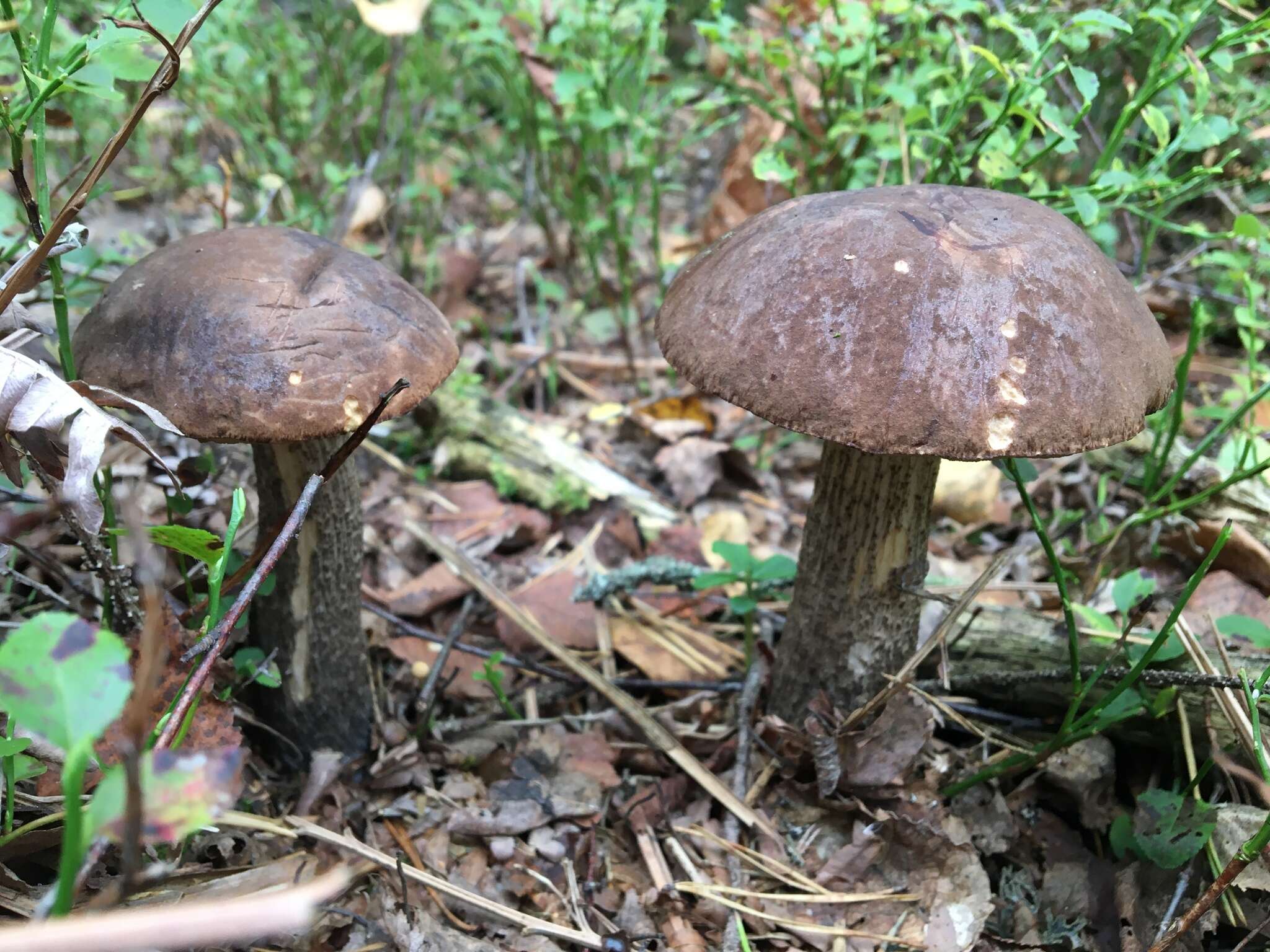 Image of Leccinum melaneum (Smotl.) Pilát & Dermek 1974