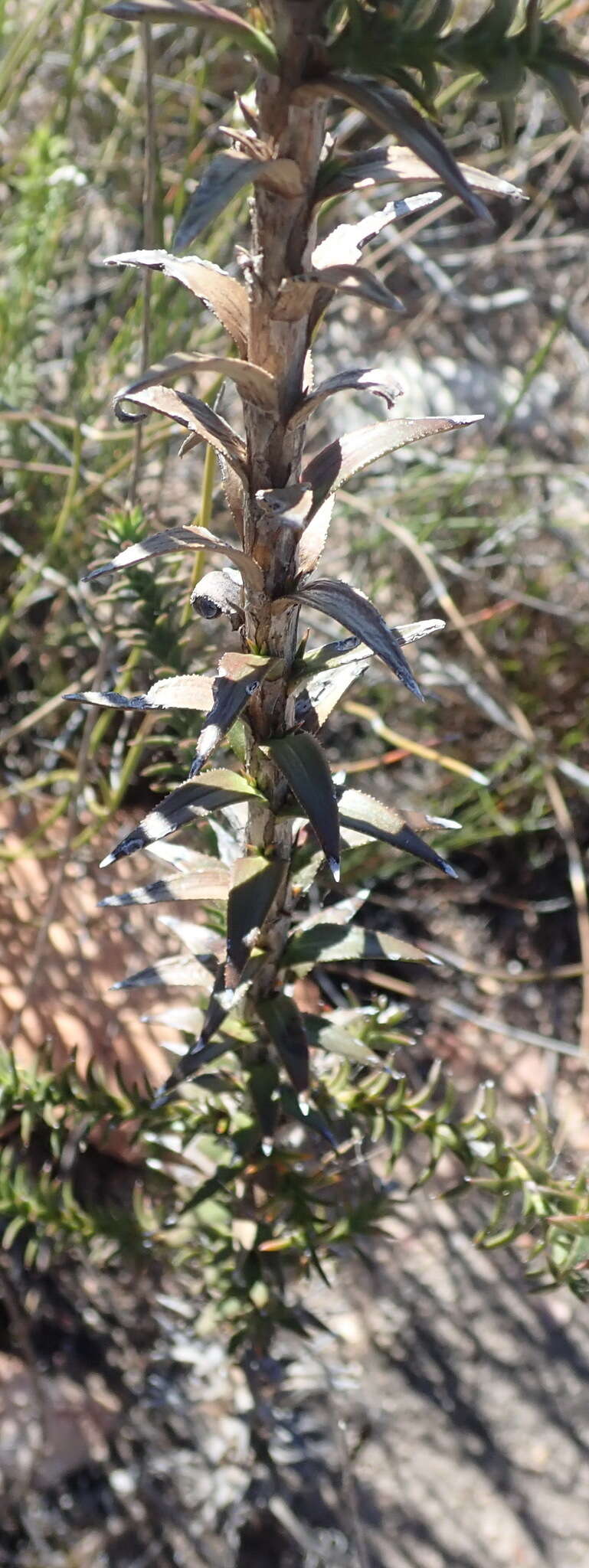 Imagem de Oedera imbricata Lam.