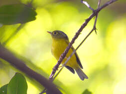 Image of White-spectacled Warbler