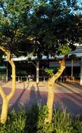 Image of Common Coral tree