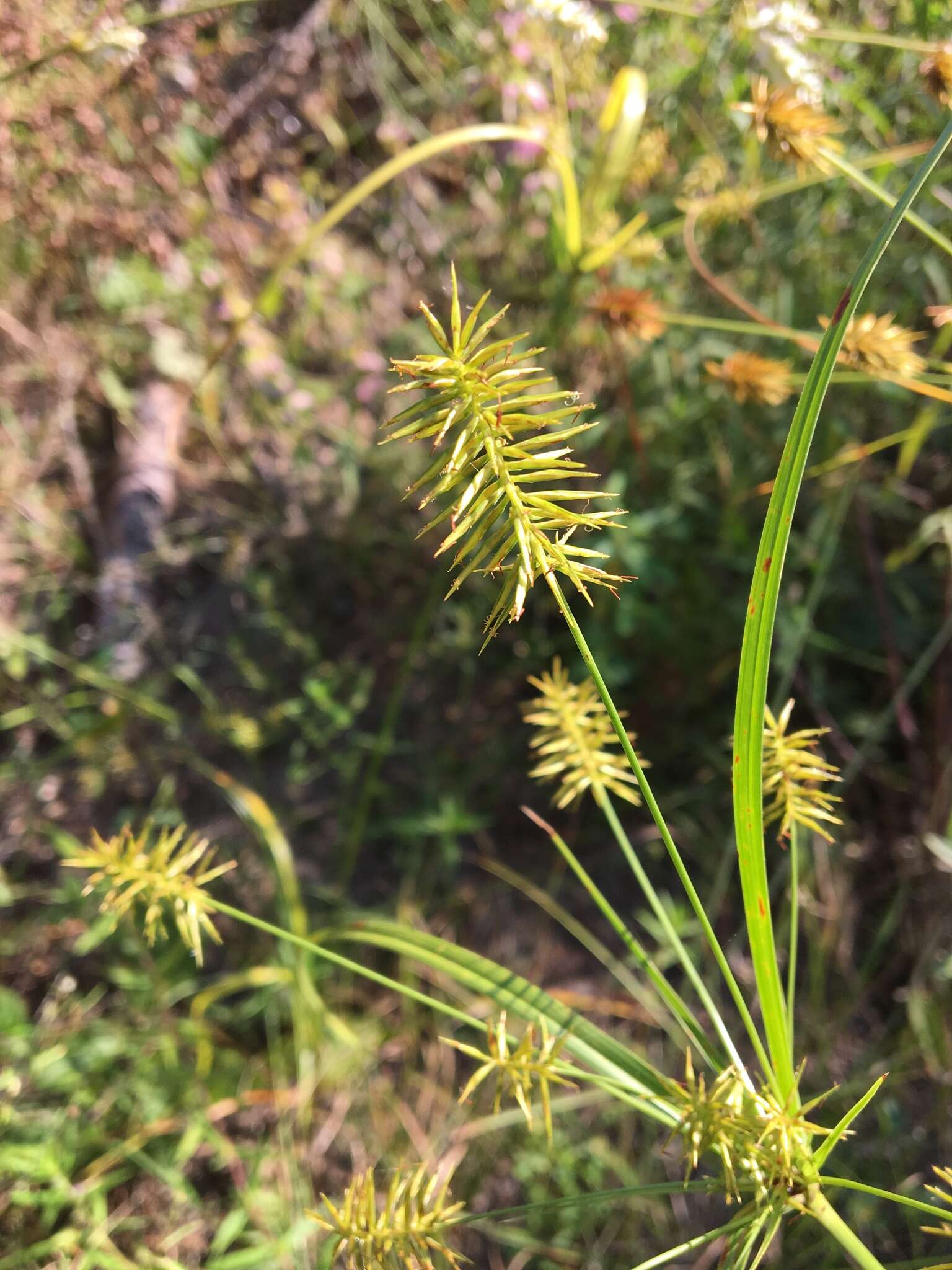 Image of bristly flatsedge