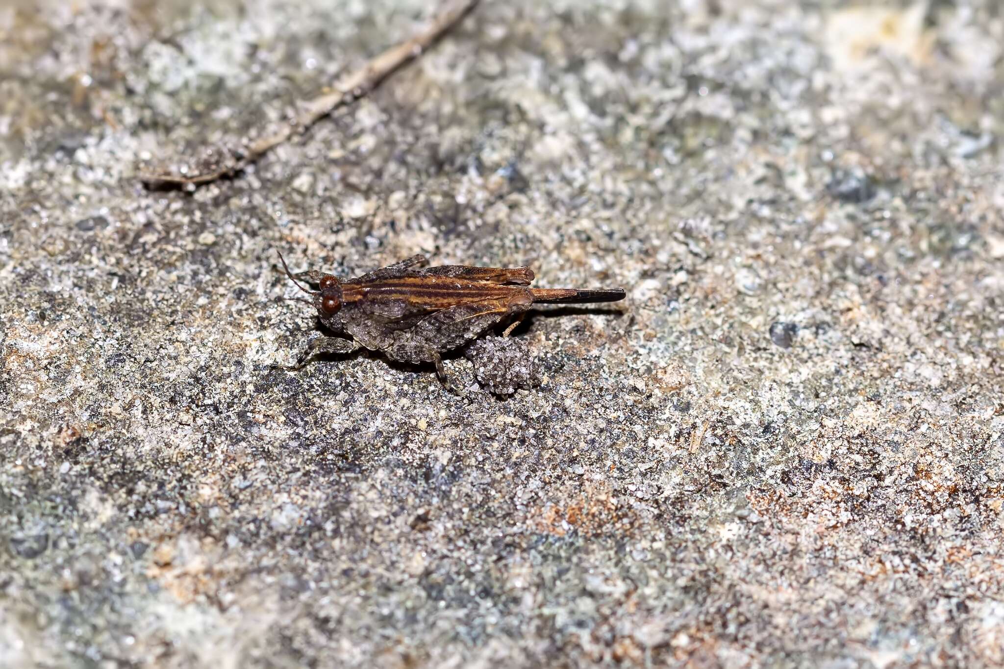 Image of Hooded Grouse Locust