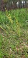 Image of toothache grass