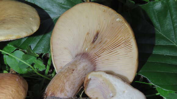 Image of Lactarius rubrocinctus Fr. 1863