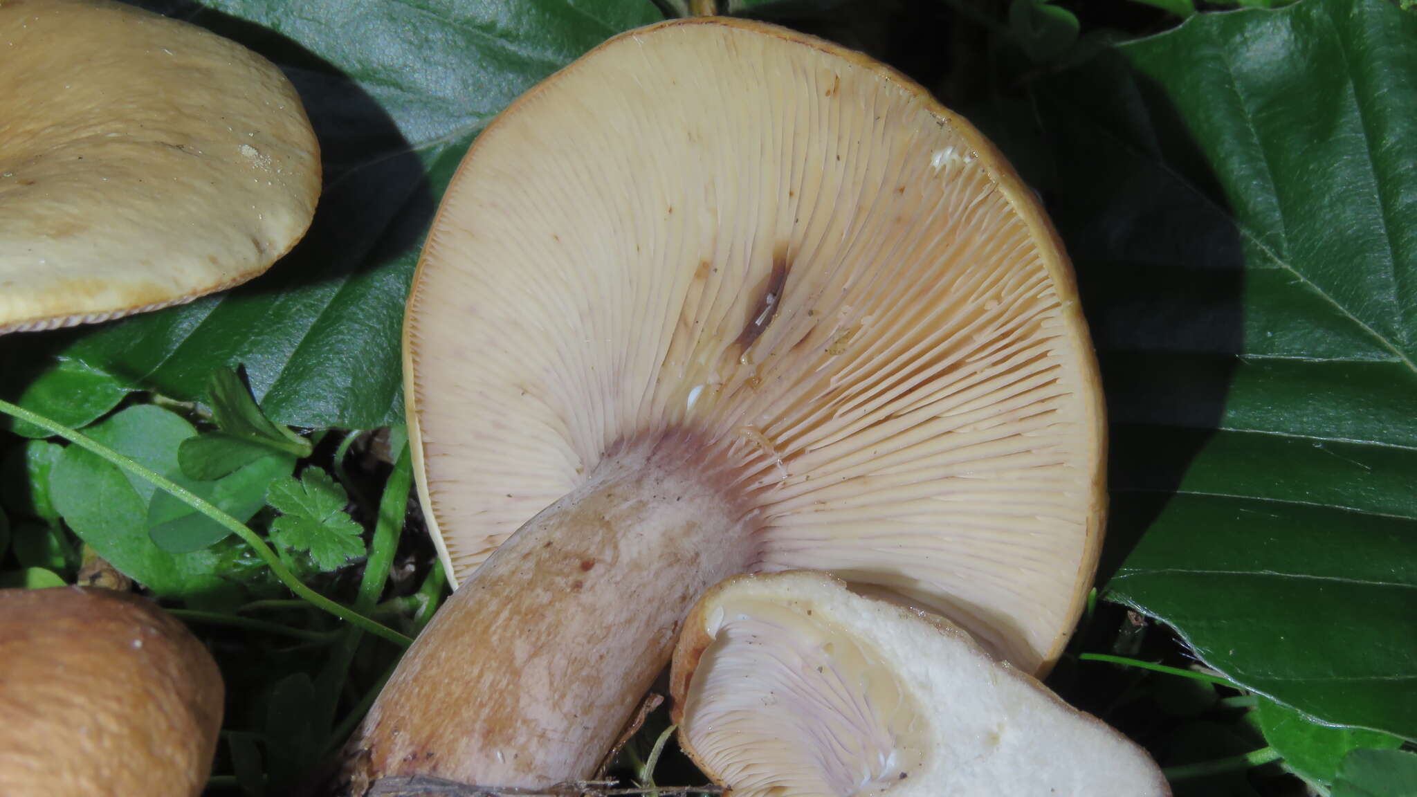 Image of Lactarius rubrocinctus Fr. 1863