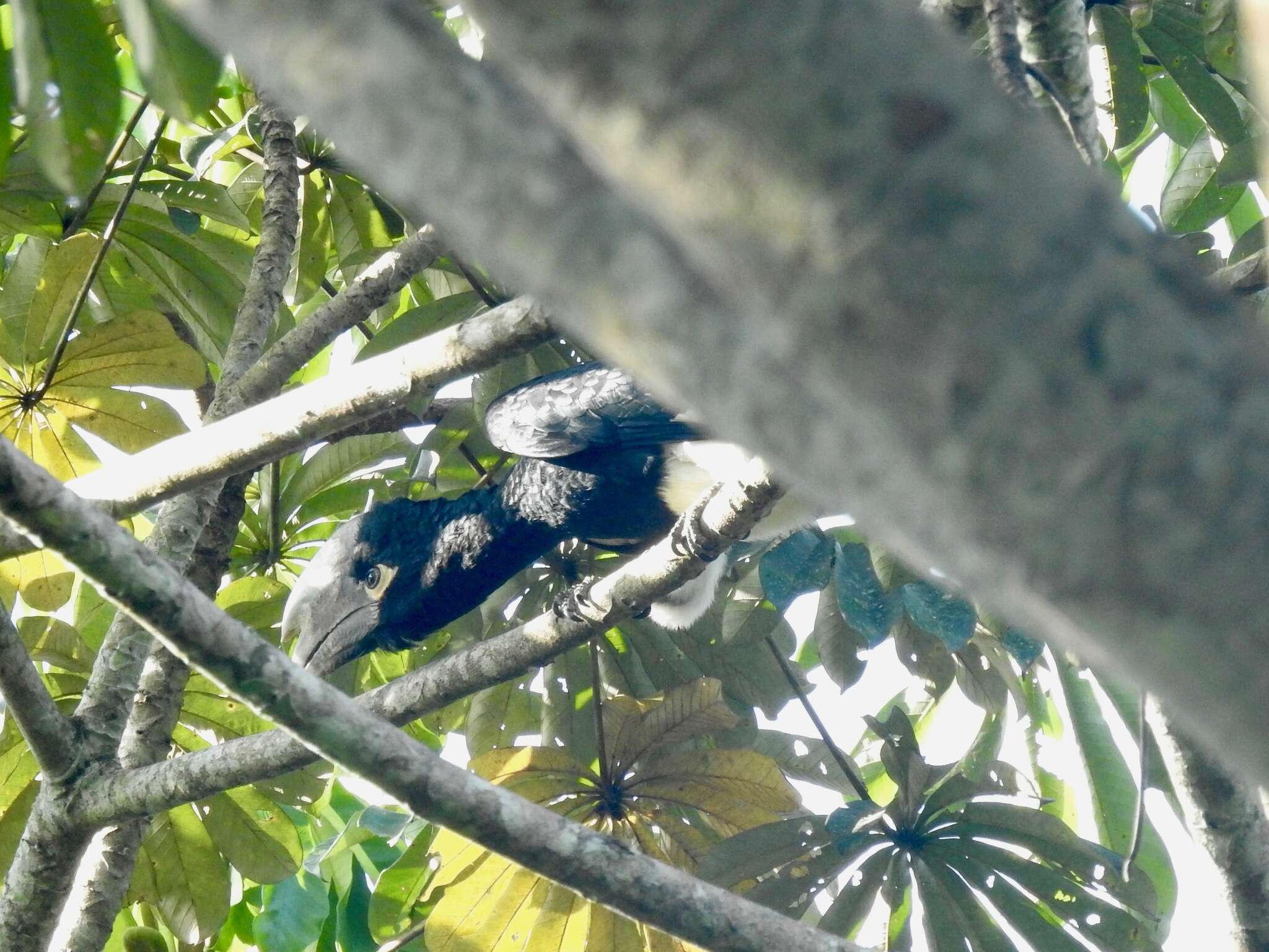 Image of White-thighed hornbill