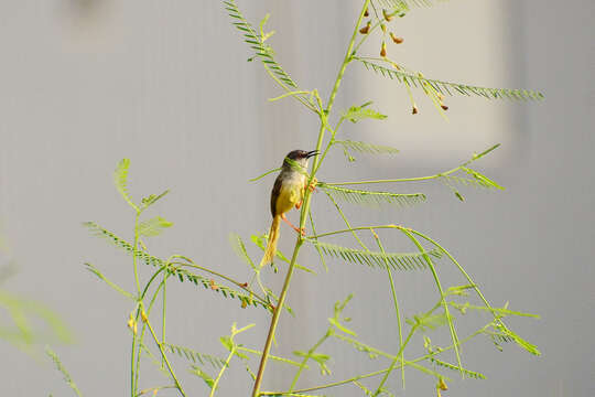 Prinia flaviventris (Delessert 1840) resmi