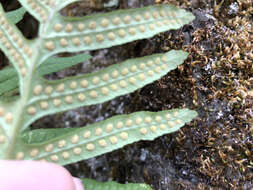 Image of Polypodium interjectum Shivas