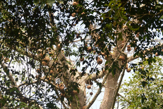 Image of cannonball tree