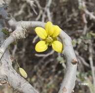 Plancia ëd Senna meridionalis (R. Vig.) Du Puy