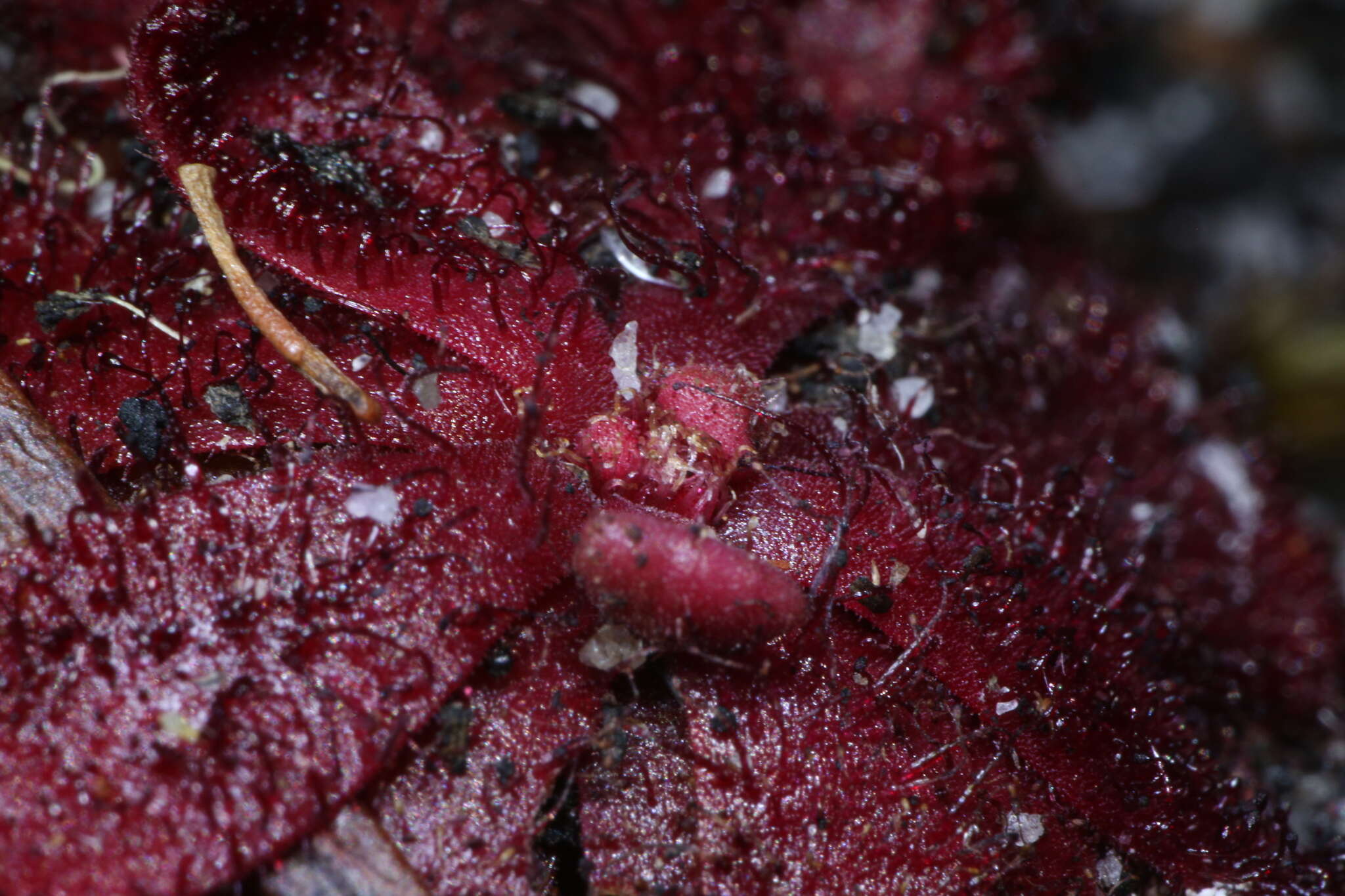 Image of Drosera hamiltonii C. R. P. Andrews