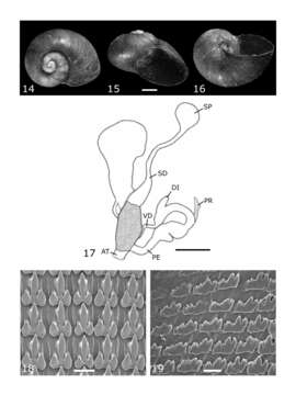 Image of Paryphantopsis nucella Slapcinsky 2007