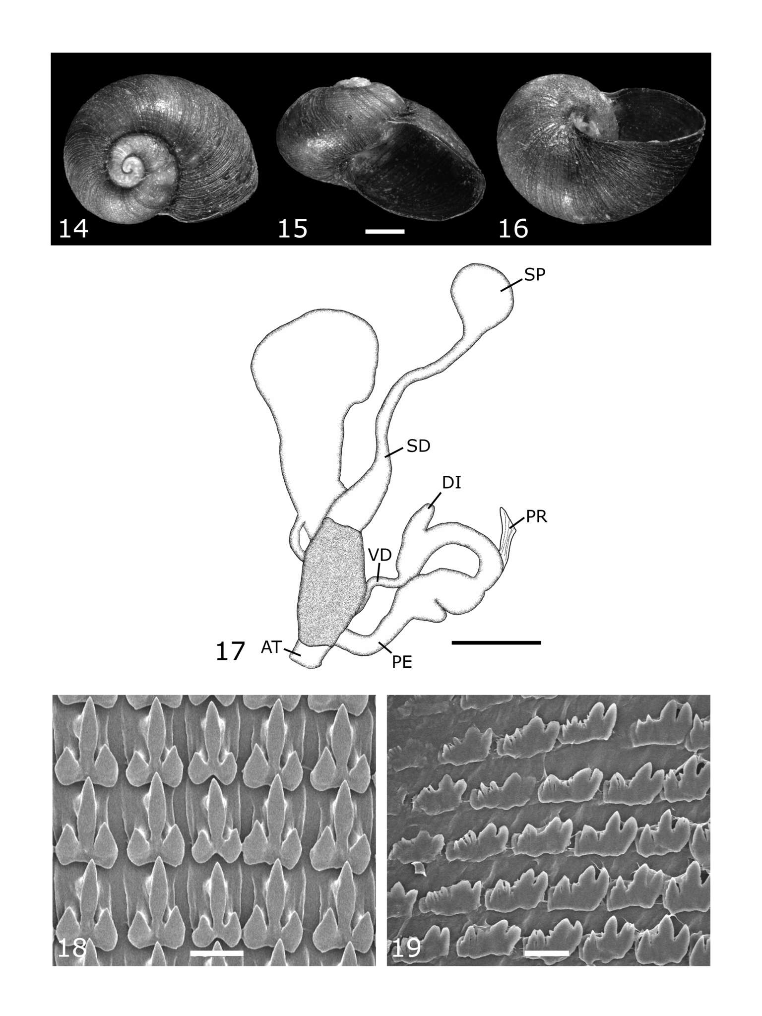 Image of Paryphantopsis nucella Slapcinsky 2007