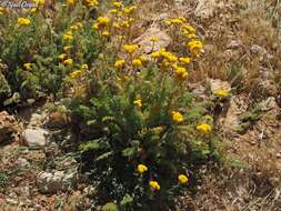 Image of Tanacetum aucheri DC.