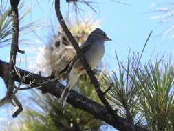 Image of Blue Chaffinch