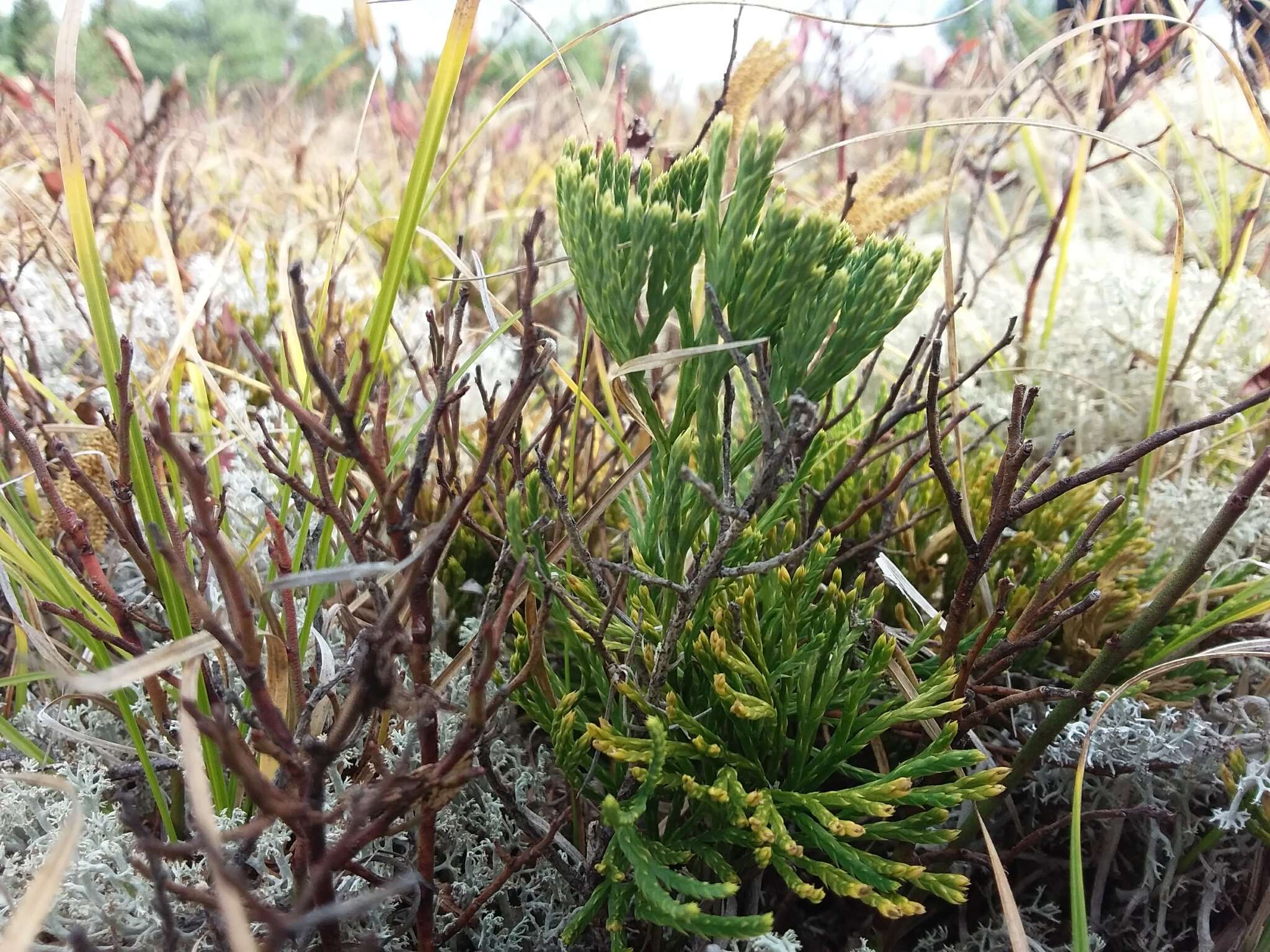 Image of deeproot clubmoss