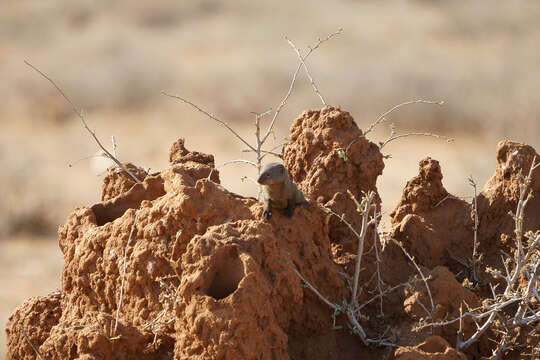 Image of Desert Dwarf Mongoose