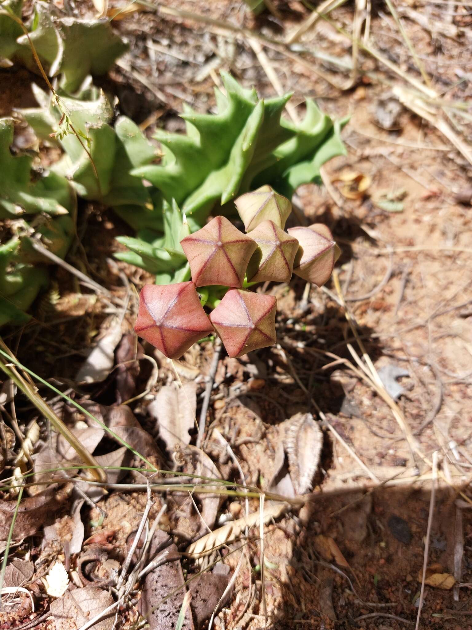 Sivun Ceropegia melanantha (Schltr.) Bruyns kuva