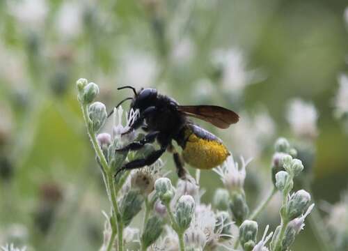 Megachile xylocopoides Smith 1853 resmi