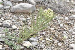 Image of spider milkweed