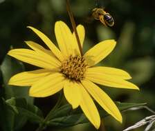 Image of Sunflower Andrena