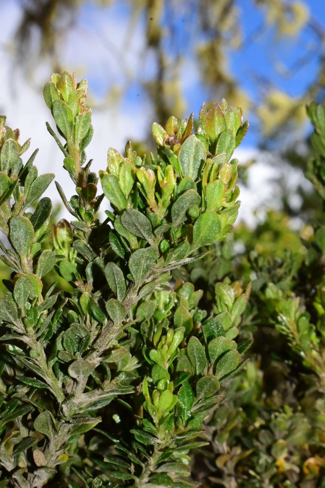 Image of Santo Domingo false willow