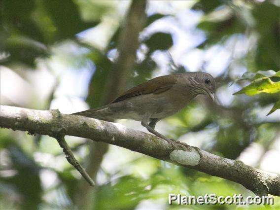 Image of Pale-breasted Thrush