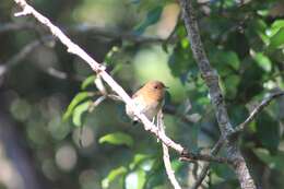 Image of Kaua`i `Elepaio