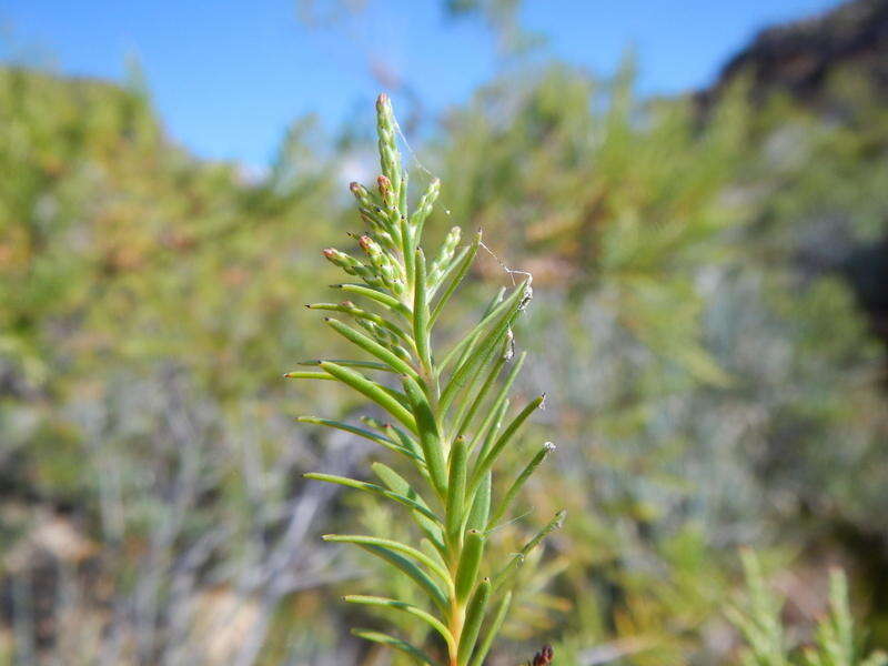 Brunia africana (Burm. fil.) Class.-Bockh. & E. G. H. Oliv. resmi