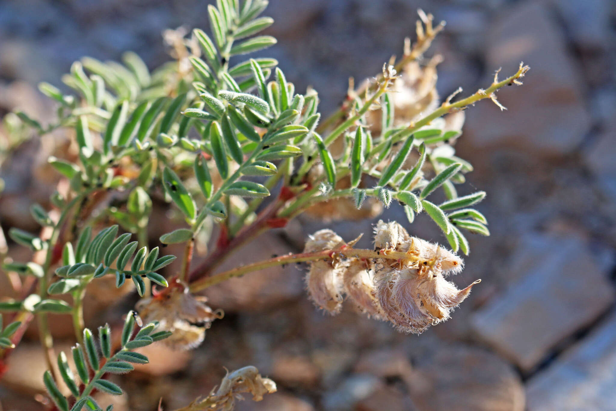 Plancia ëd Astragalus pubentissimus Torr. & A. Gray