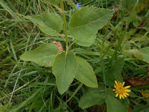 Image of Jacobaea alpina subsp. alpina