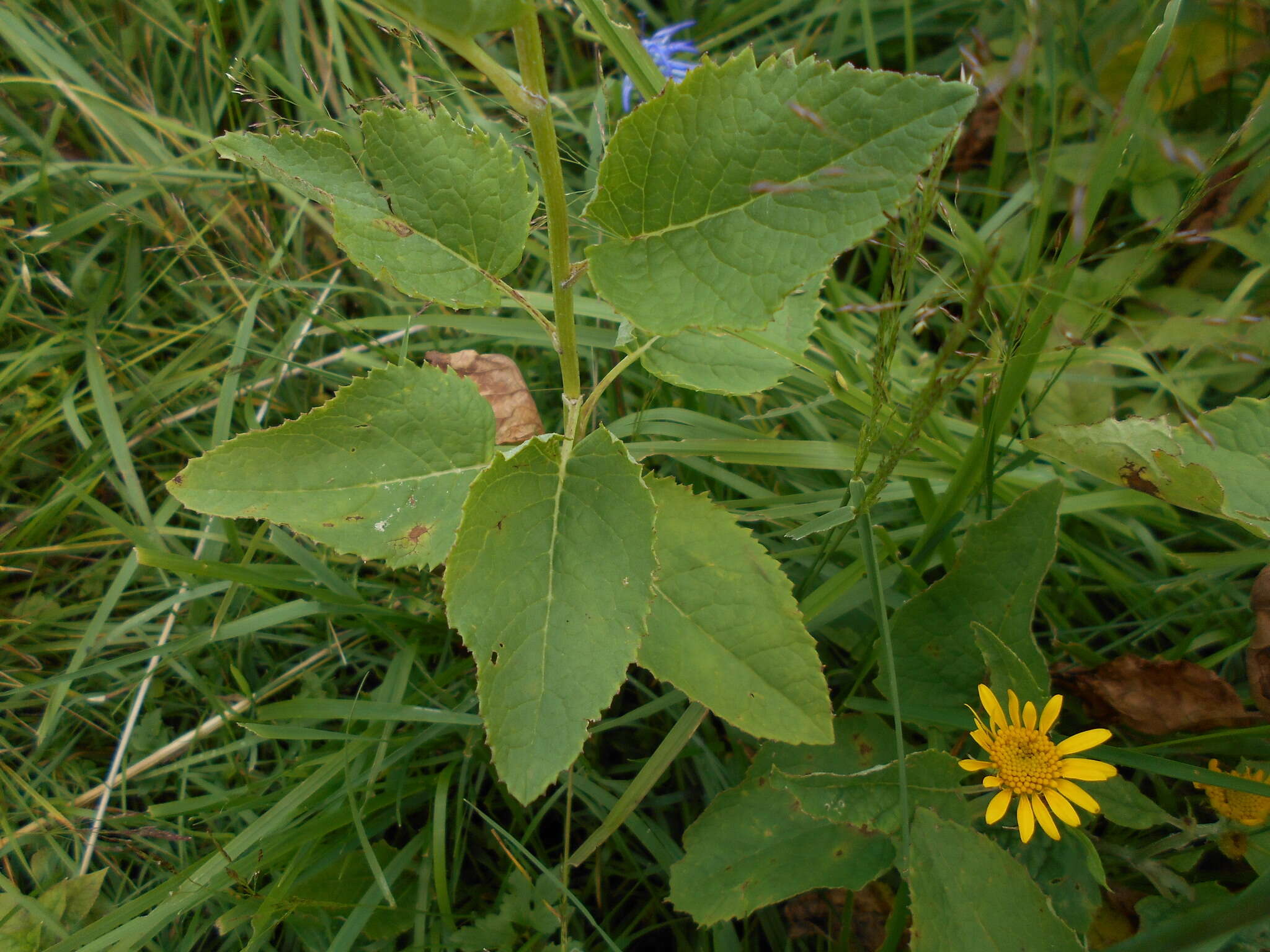 Image of Jacobaea alpina subsp. alpina