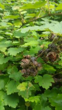 صورة Rubus moluccanus L.