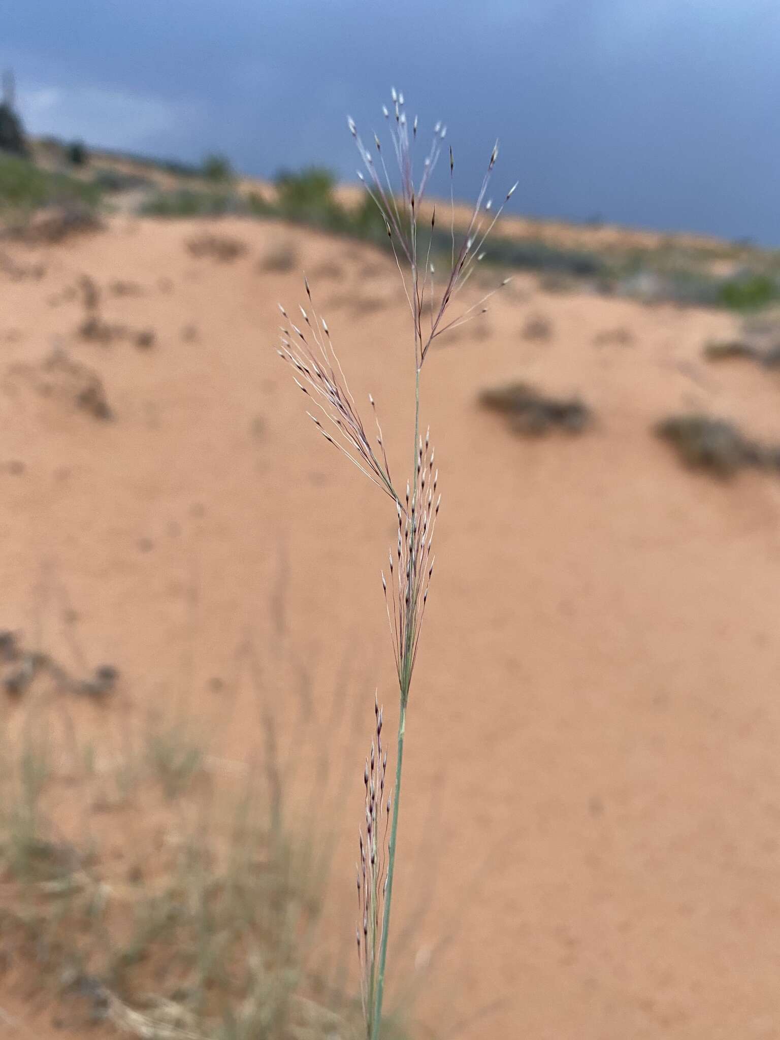 Imagem de Muhlenbergia pungens Thurb.