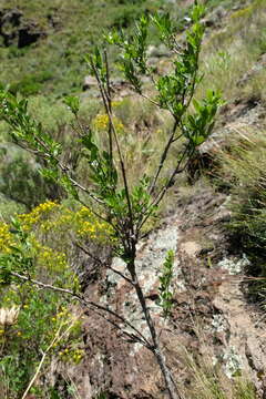 Image of Polemannia