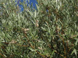 Image of Geyer willow