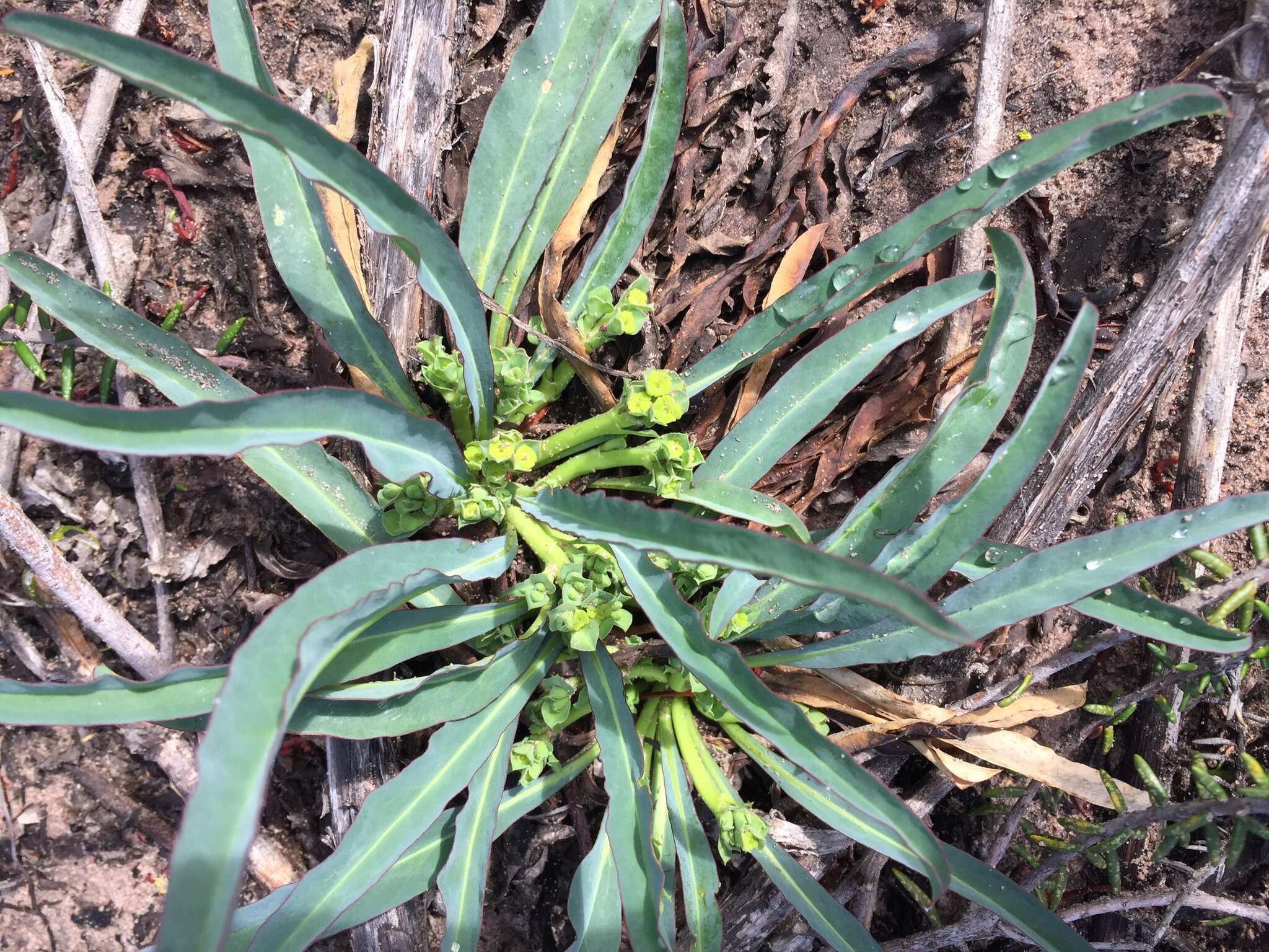 Sivun Euphorbia silenifolia (Haw.) Sweet kuva