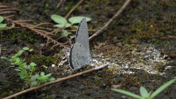 Image of Celastrina lavendularis himilcon (Fruhstorfer 1909)