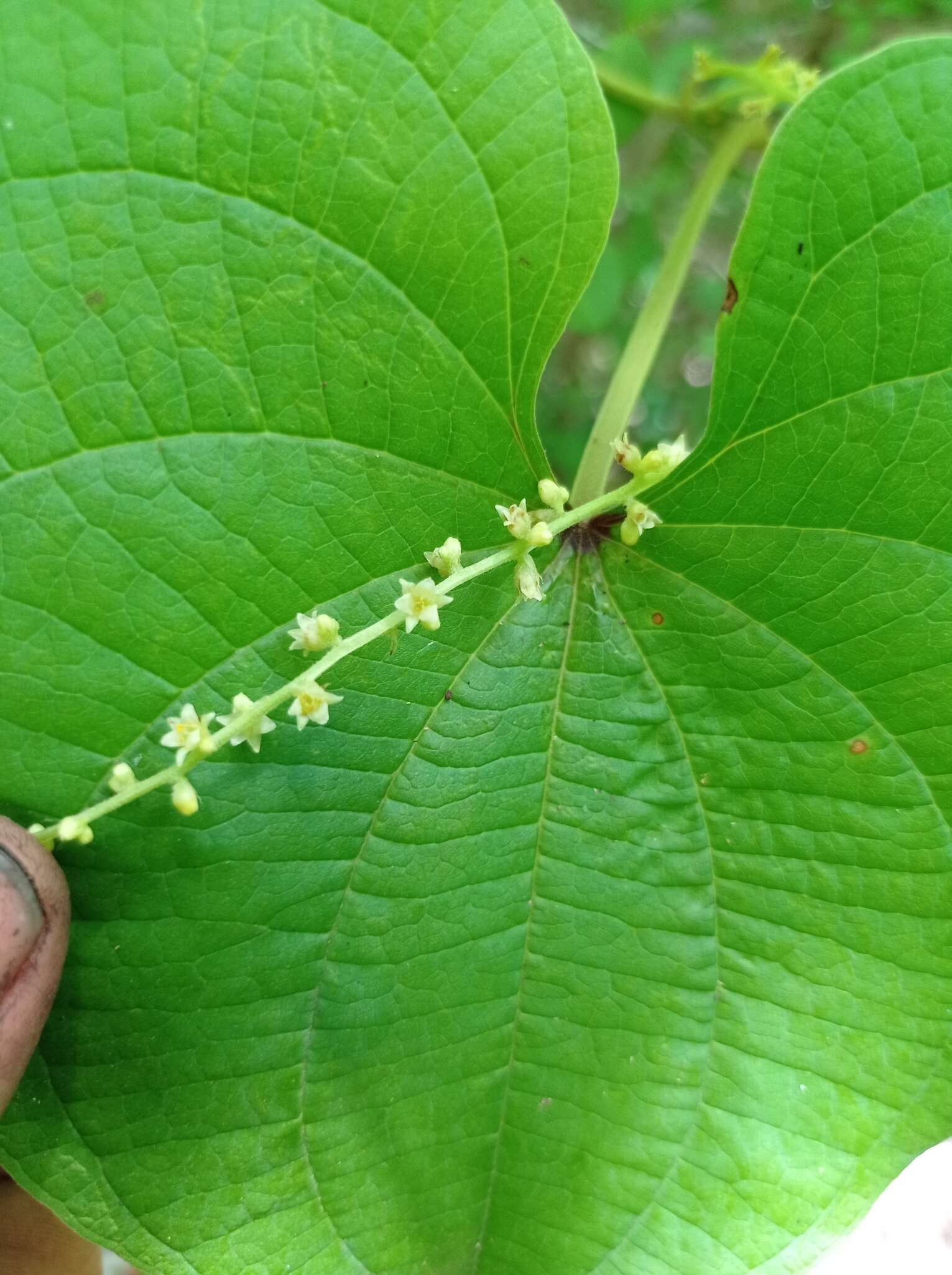 Dioscorea carpomaculata var. carpomaculata resmi