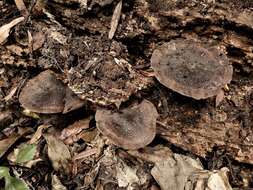 Image of Pluteus microspermus E. Horak 2008