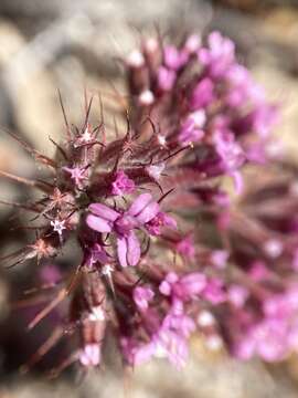 Image of twolobe spineflower