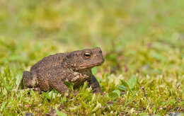 Image of Common Toad