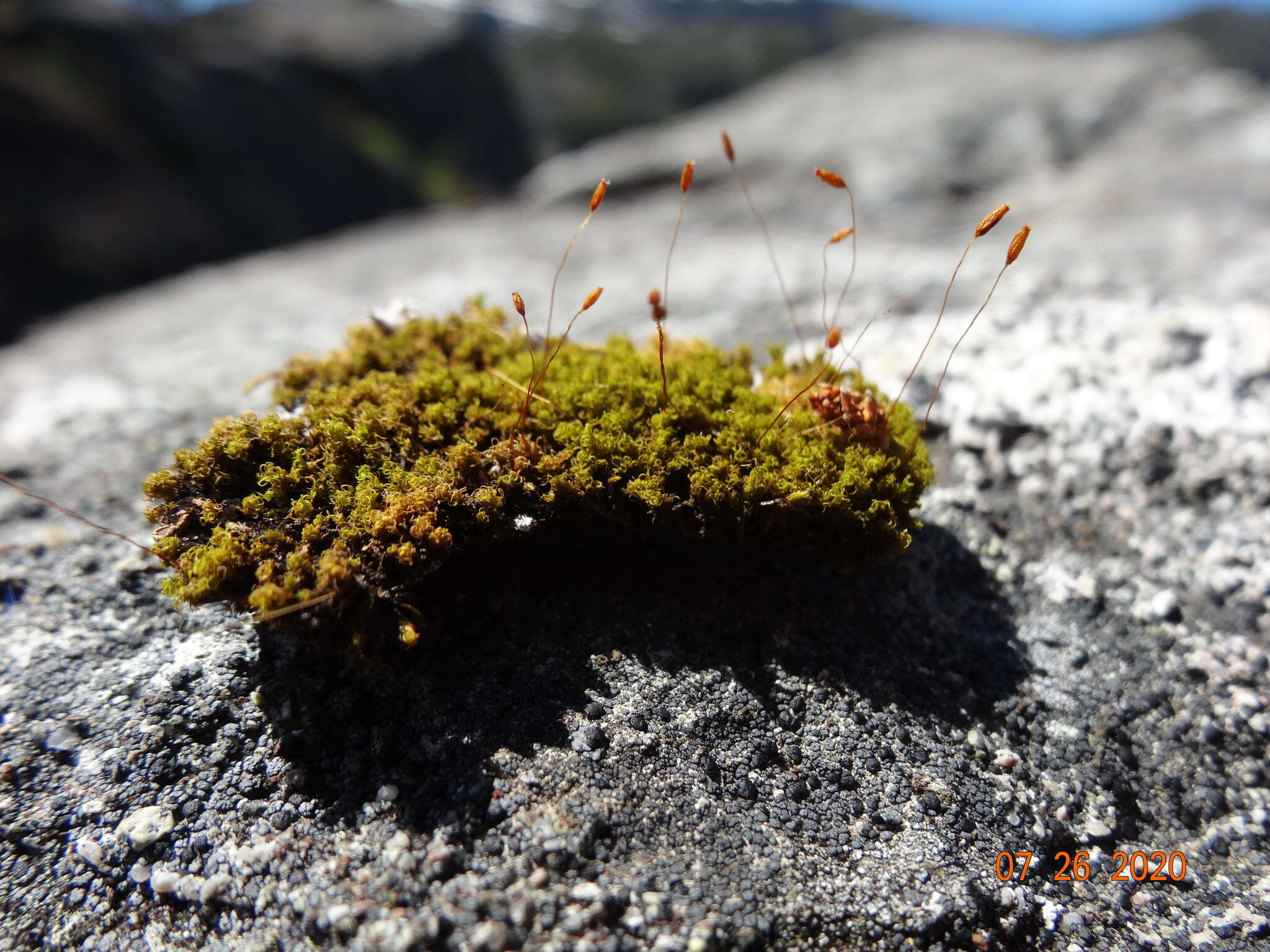 Image of Hymenoloma crispulum (Hedw.) Ochyra