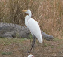 Image of Ardea alba melanorhynchos Wagler 1827