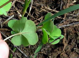 Sivun Oxalis obliquifolia Steud. ex A. Rich. kuva