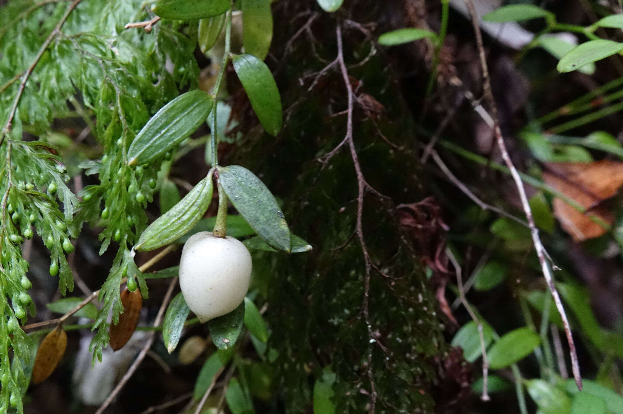 Image de Luzuriaga parviflora (Hook. fil.) Kunth