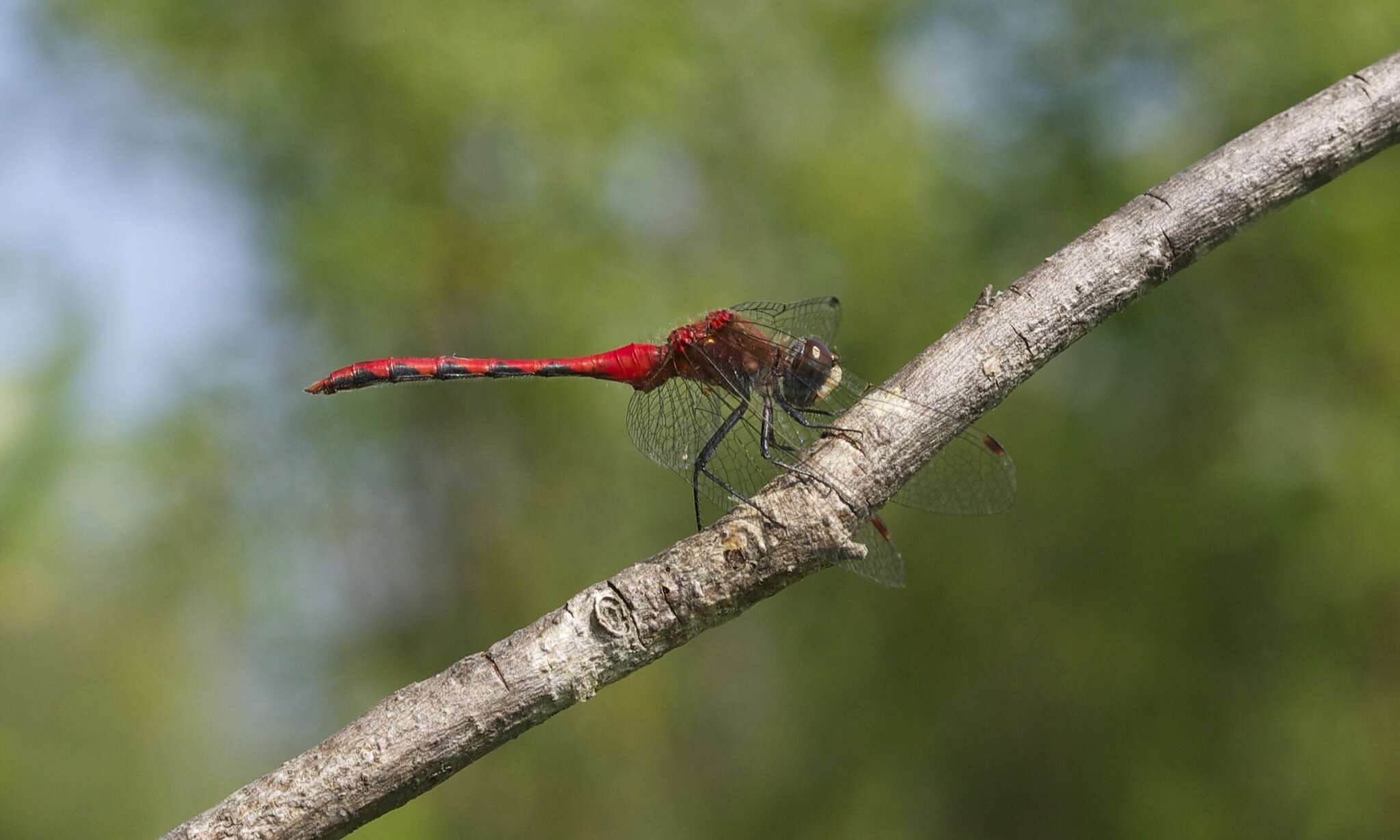 Image of White-faced Meadowhawk