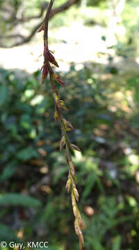 Image of Bulbophyllum erectum Thouars