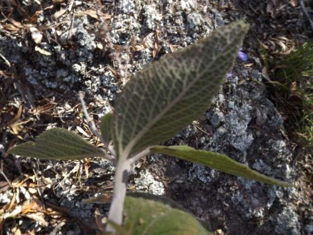 Image of <i>Coleus alloplectus</i>